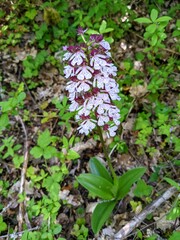 Orchidée pourpre (protégée)