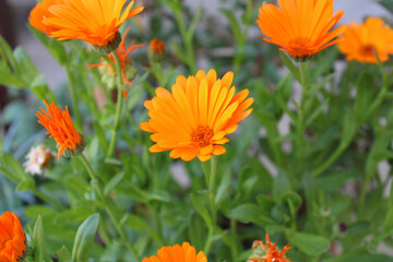 argyranthemum yellow flower macro photo