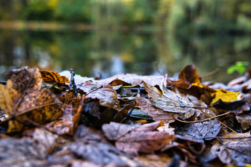 Alsfeld Talsperre Antrifttal Laub Herbst