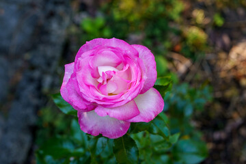 Colorful, beautiful, delicate rose in the garden. Blossoming flowers in summer