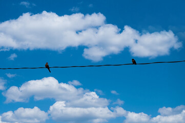 Two birds are sitting on the electric wire and staring at each other.