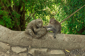 Monkeys in Ubud Monkey Forest, Bali, Indonesia.
