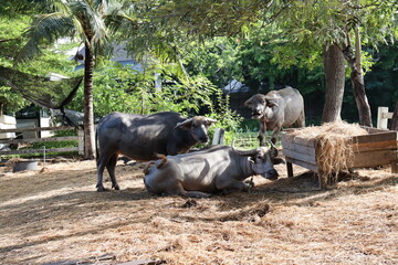 thai buffaloes on the meadow