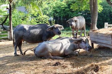 Thai Buffalos on the meadow