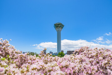 Goryokaku Tower in spring sunny day  bule sky. The tower observatory decks command the entire view of Goryokaku Park, the beautiful star shaped fort. Hakodate City, Hokkaido, Japan.