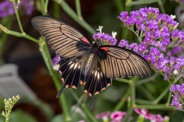 Schmetterling Falter © scaleworker