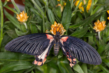 Schmetterling Falter © scaleworker