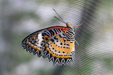 Schmetterling Falter © scaleworker