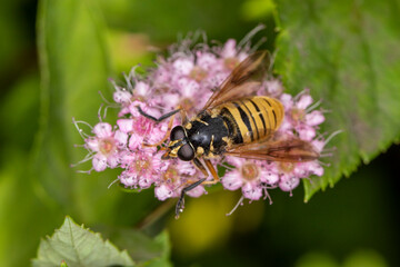 Schwebfliege Temnostoma vespiforme