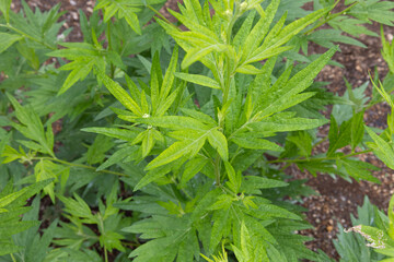 オオヨモギ（ヤマヨモギ） Artemisia montana （キク科 ヨモギ属）生薬名：ガイヨウ、６月撮影、東京