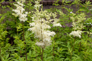 セイヨウナツユキソウ（学名：Filipendula ulmaria ）別名：メドウスイート