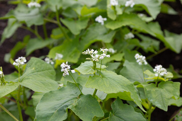 ソバ（蕎麦　学名：Fagopyrum esculentum）の花が咲いたところ（日本、東京、６月）