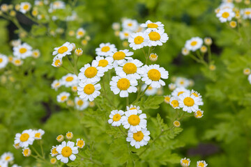 ナツシロギク (英名：feverfew;フィーバーフュー、学名： Tanacetum parthenium) 　伝統的な薬用ハーブ、6月（東京）