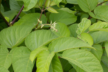 ウド　学名：Aralia cordata Thunb.　生薬：ドクカツ　根茎が生薬原料、日本、６月撮影