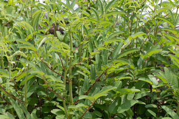  ワレモコウ（吾亦紅、吾木香、吾妹紅）　学名：Snguisorba officinalis 　生薬名：チユ（地楡）