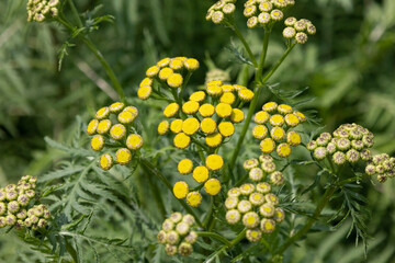 ヨモギギクに蕾がついたところ（別名　タンジー）　Tanacetum vulgare防虫剤やポプリ、リースなどに使われる