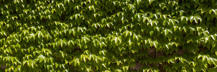 Obraz premium Wide panoramic Leaves of Boston Ivy for natural background, also called Parthenocissus tricuspidata