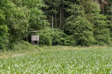 Hochsitz, Jagd, jagen, Waldrand, Wild, Wildbret, Ansitz, Nahrungsmittel, Anblick, Kanzel, Maisfeld, Feld, Mais, Wildschaden