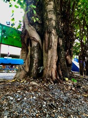 Photography - Natural - tree - Leaves - Roots - grass - soil form nature 