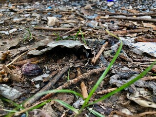 photography - nature leaves on the ground
