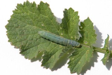green caterpillar eats a leaf, macro, white background