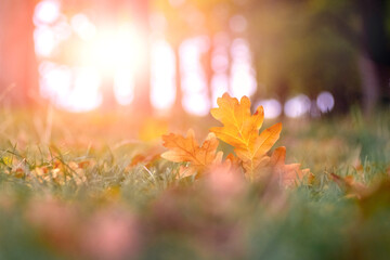Yellow oak leaves in the forest on the ground at sunset. Forest in autumn