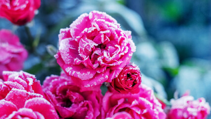 Pink roses are covered with frost and hoarfrost in the garden on the flowerbed