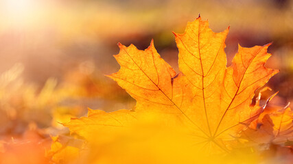 Orange maple leaf on the ground in the sun rays. Autumn leaves