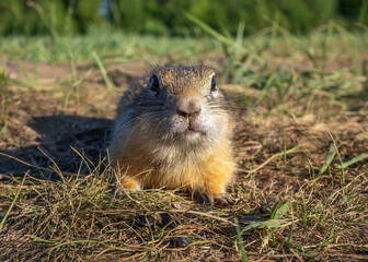 Naklejka na ściany i meble Gopher on the meadow and looking at the camera. Close-up.