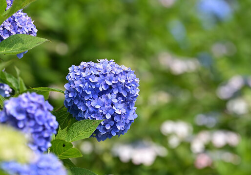 四国香川県三豊市の紫陽花あじさい
