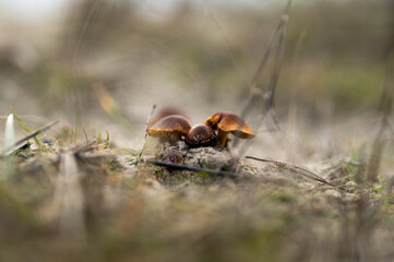 Close up of Mushrooms in the bush in Tasmania, Australia.