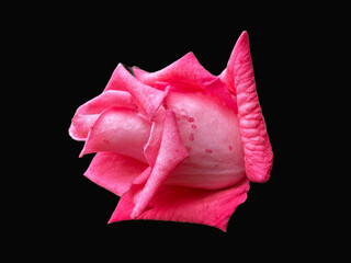Pink rose on a black isolated background