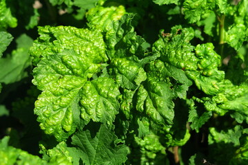 disease of currant bush leaves