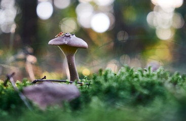 mushrooms in the forest