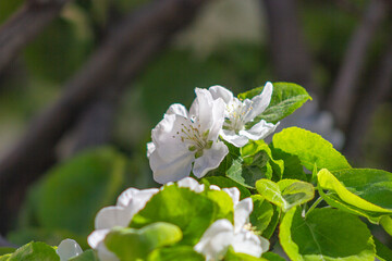 white flowers in the garden