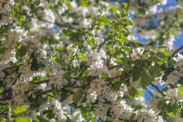 blossoming tree in spring