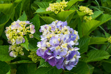 赤紫の色を付けはじめたあじさい