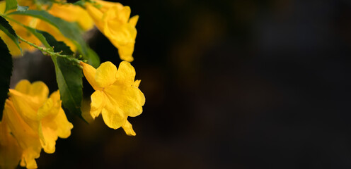 Blooming of beautiful yellow flowers with copy space. Plant growth banner background concept
