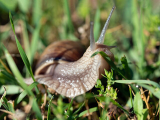 Burgundy snail - Helix pomatia is also a Roman snail in a natural environment in a meadow in bright light close-up, macro