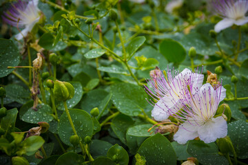 Close-up shot of Capparis spinosa, the caper bush, also called Flinders rose, a perennial plant