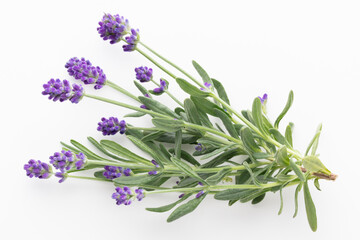 Lavender flowers on white background.