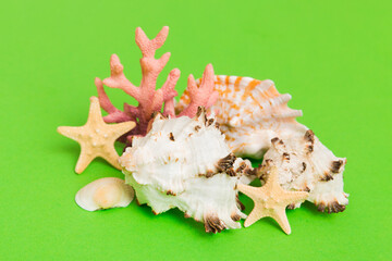 Beach seashells on colored background. Mock up with copy space