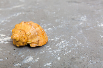 Beach seashells on colored background. Mock up with copy space
