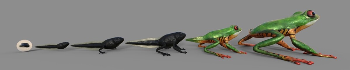 Entwicklungsstadium Frosch, Amazonasfrosch, Giftpfeilfrosch, Hintergrund grau, 3d Rendering
