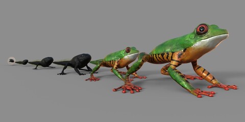 Entwicklungsstadium Frosch, Amazonasfrosch, Giftpfeilfrosch, 3d Rendering, Kaulquappe