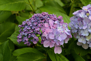 ホンアジサイの半分がウズアジサイに変化したような花