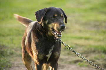 Dog at the chain in the summer. Big dog on a chain angry