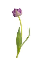 Lilac tulip flowers on white background.