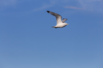 sea gull flies in the blue sky, illuminated by the sun.