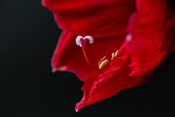 Fototapeta na wymiar red amaryllis, white pistil. On a black background. Macro, close-up